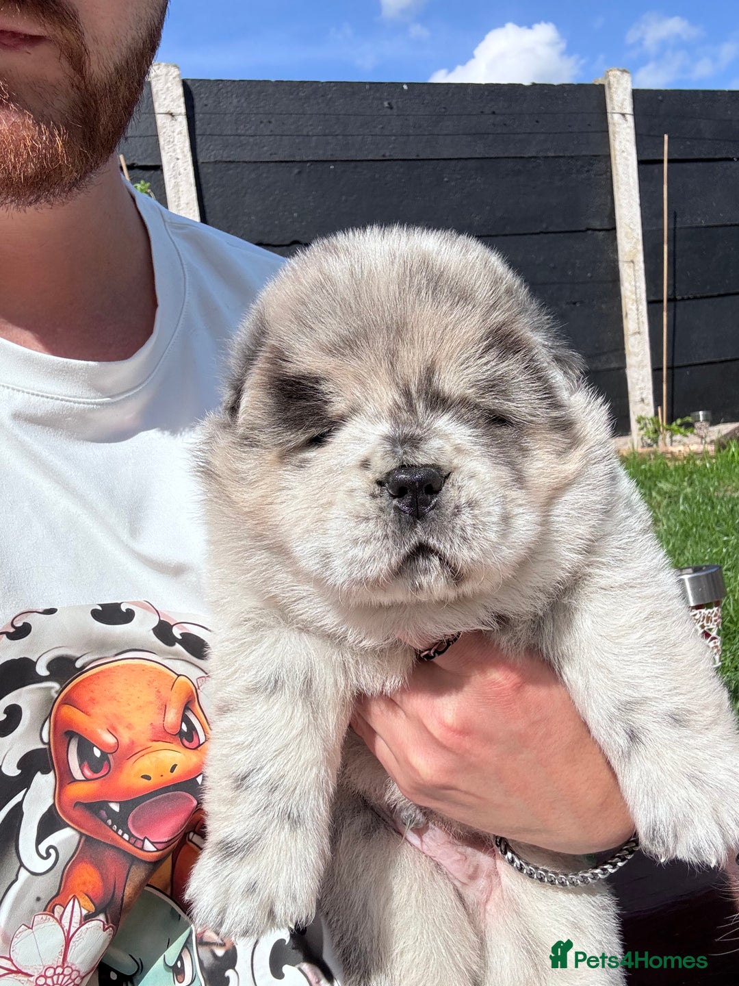 Chow Chow dogs for sale: Last 2 Beautiful chow chow puppies - Image 18
