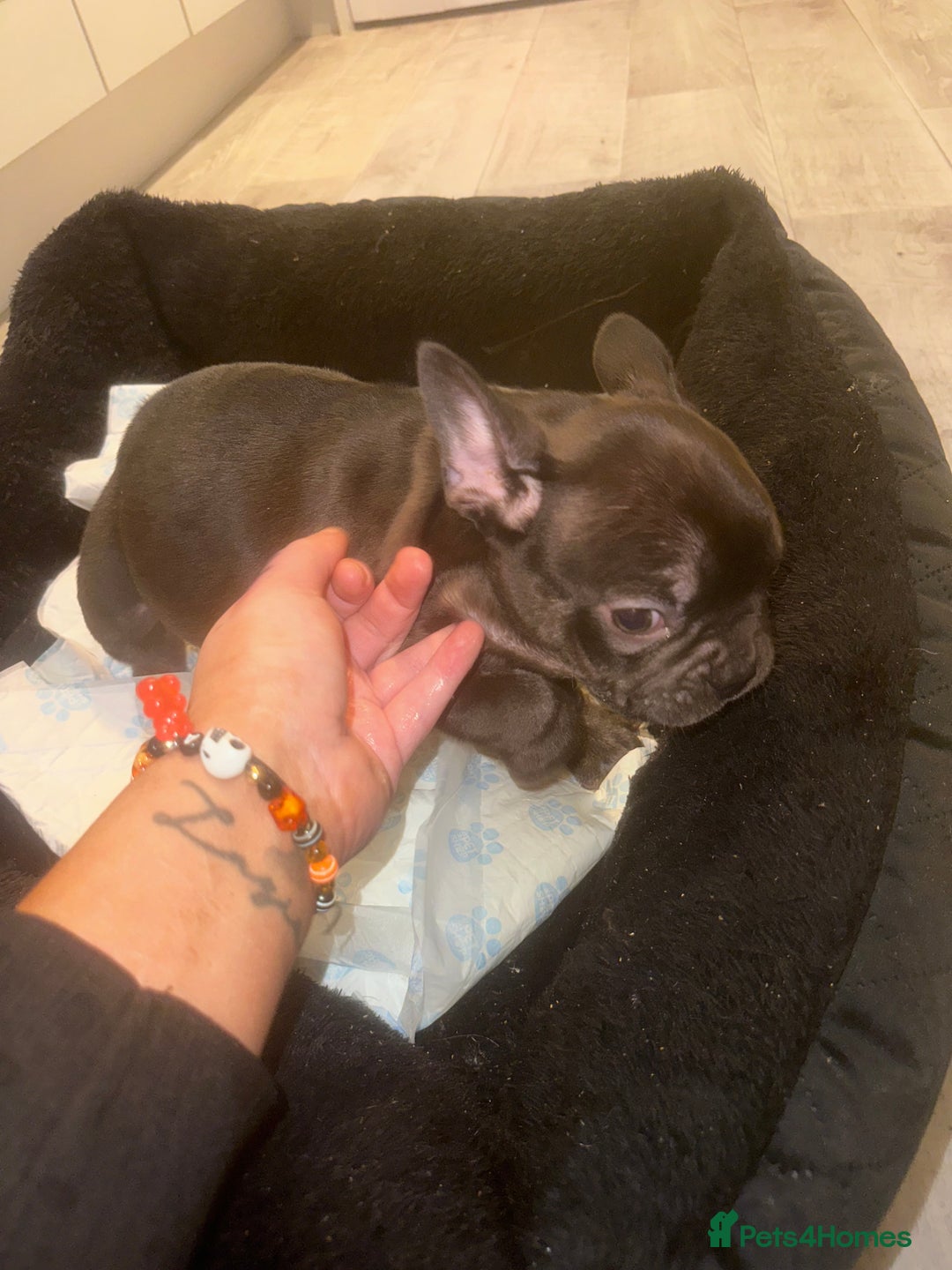 French Bulldog dogs for sale: FRENCH BULLDOG PUPPYS❤️ ready find forever home❤️ - Advert 15