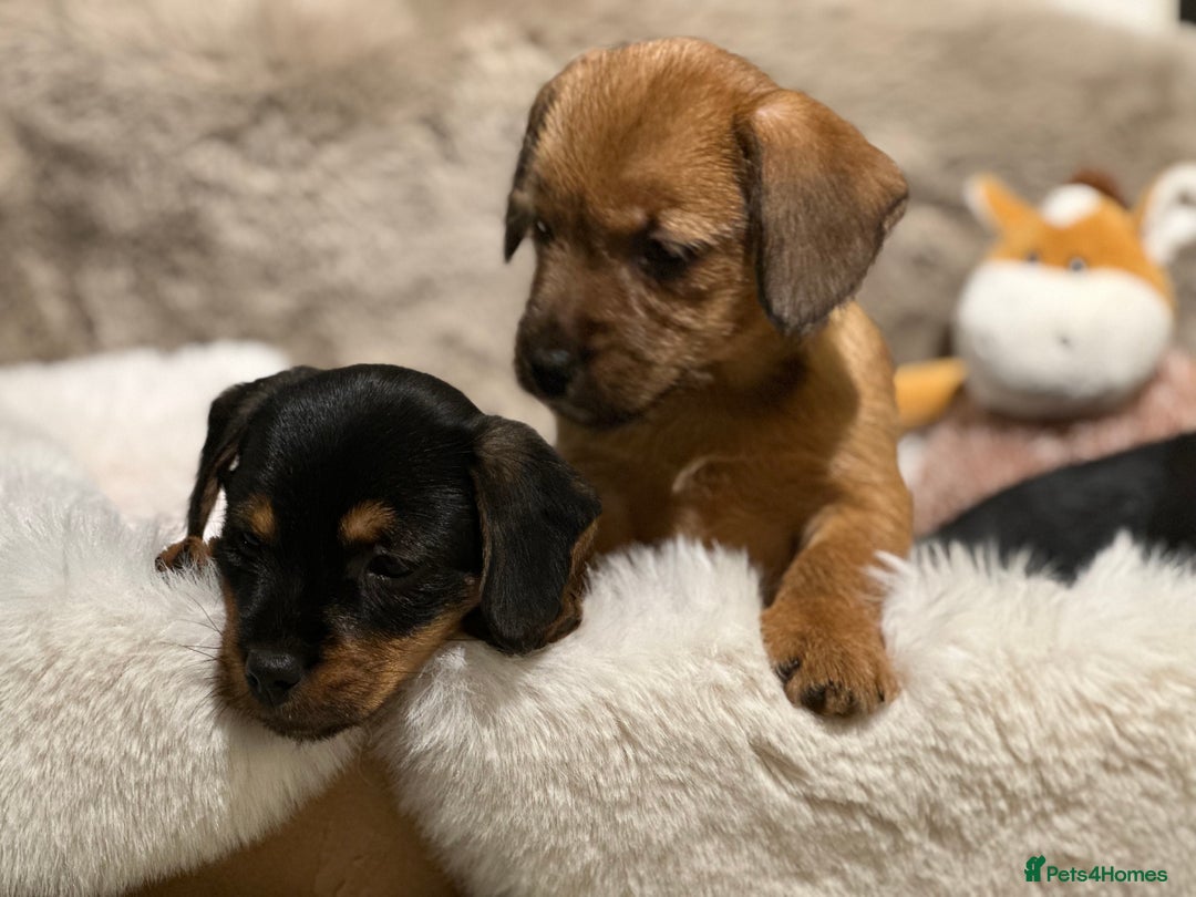 Mixed Breed dogs for sale: Stunning Norfolk terrier x miniature dachshund  - Advert 7