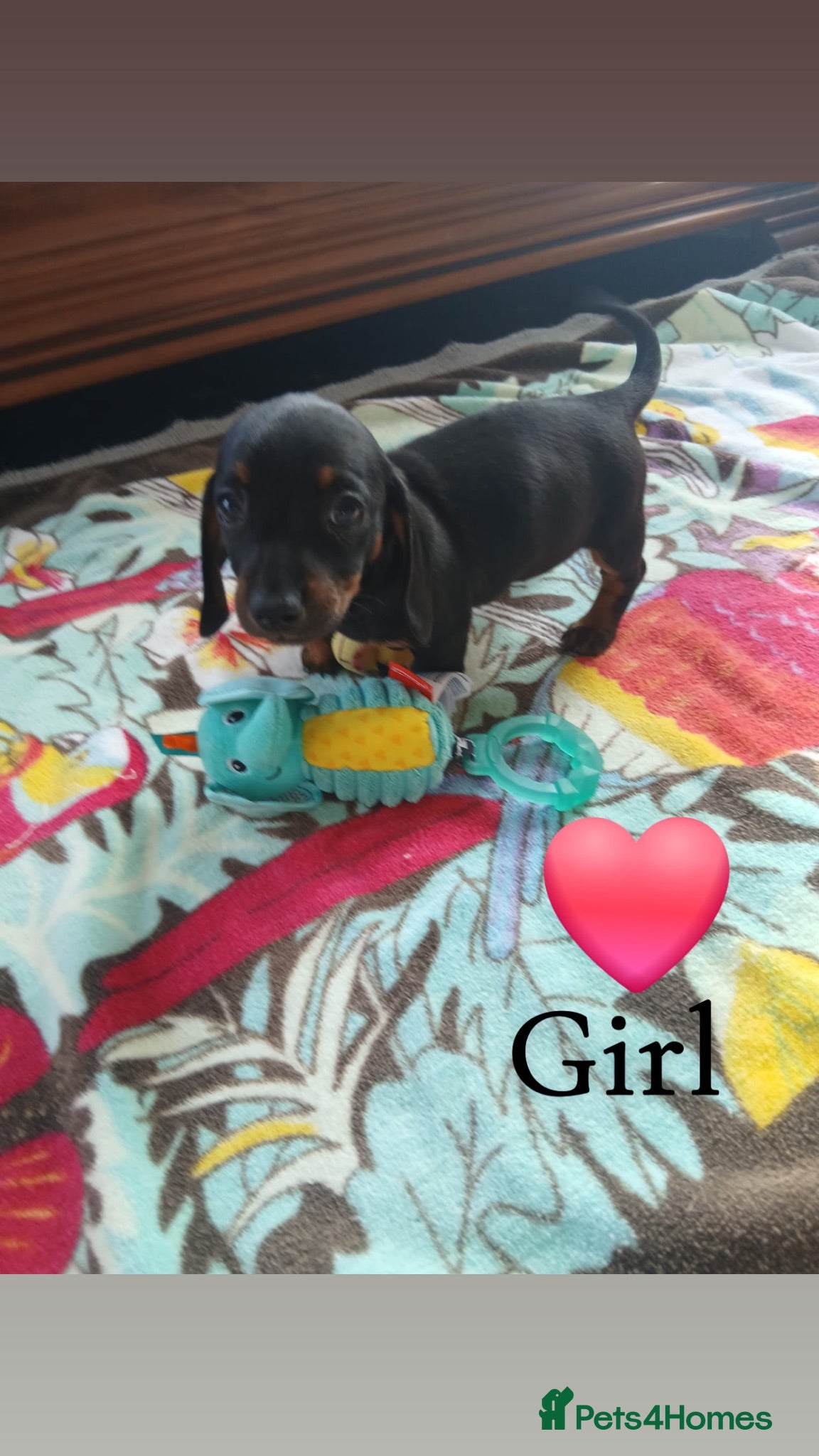 Dachshund dogs 4 Beautiful Dachshunds - Advert 5