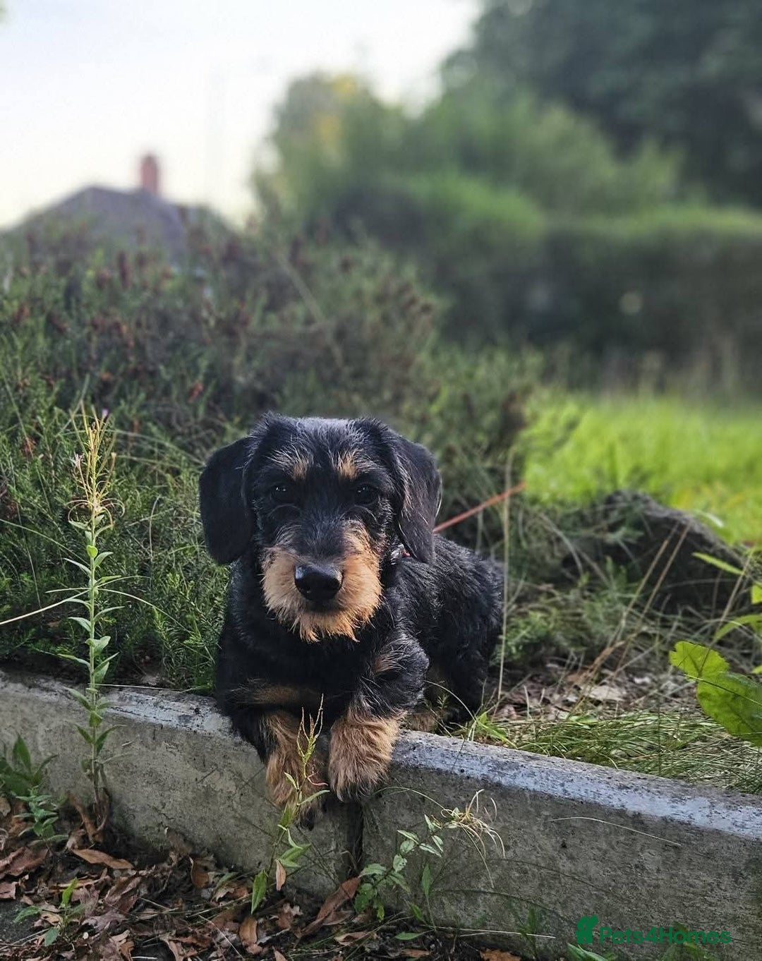 Mixed Breed dogs for sale: Jack Russell x wired haired dachshund  - Advert 5