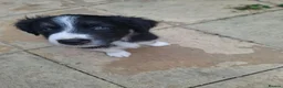 Border Collie dogs for sale: 2 beautiful male collies for sale  - Advert 6
