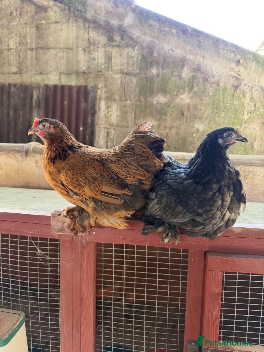 Chickens poultry for sale: POL pekin bantam hens - Advert 2