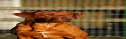 Labrador Retriever dogs for sale: KC Registered Fox Red Labrador Puppies in Brampton - Advert 5