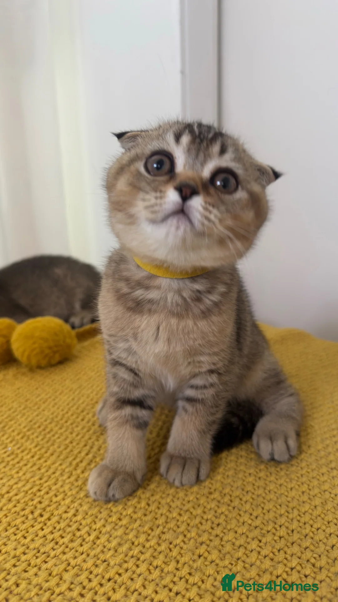 Scottish Fold cats for sale: Scottish Fold X British Shorthair Kittens - Advert 2