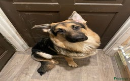 German Shepherd dogs for sale: REX - German Shepherd Boy - 15 months old  - Image 13
