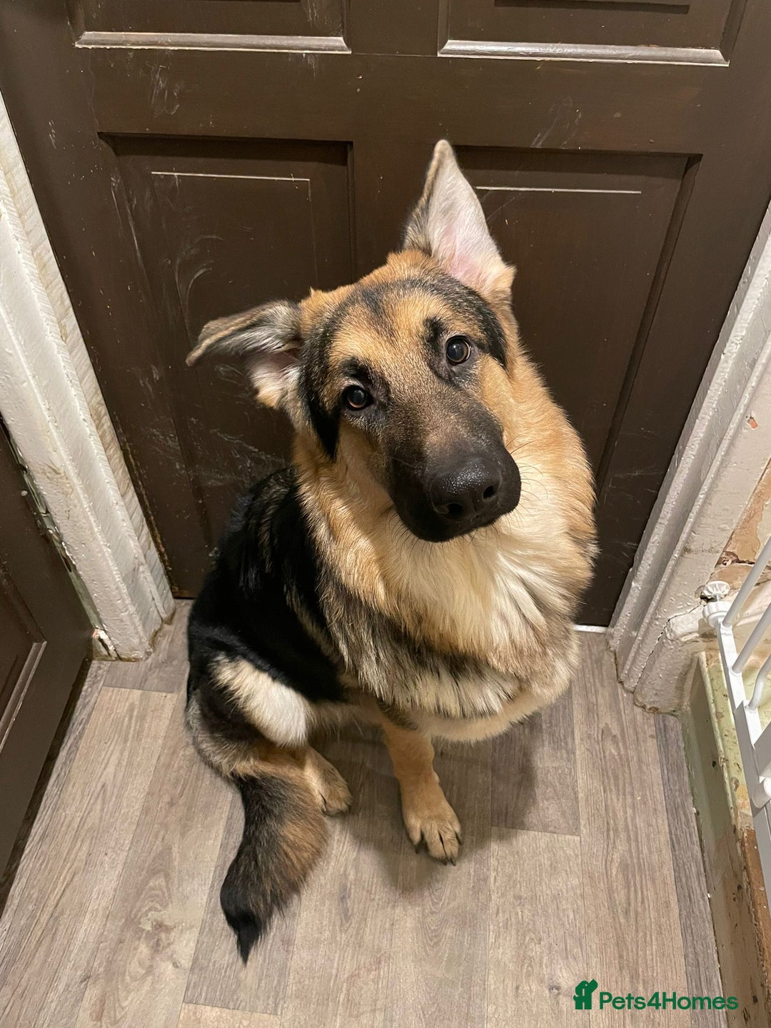 German Shepherd dogs for sale: REX - German Shepherd Boy - 15 months old  - Image 13