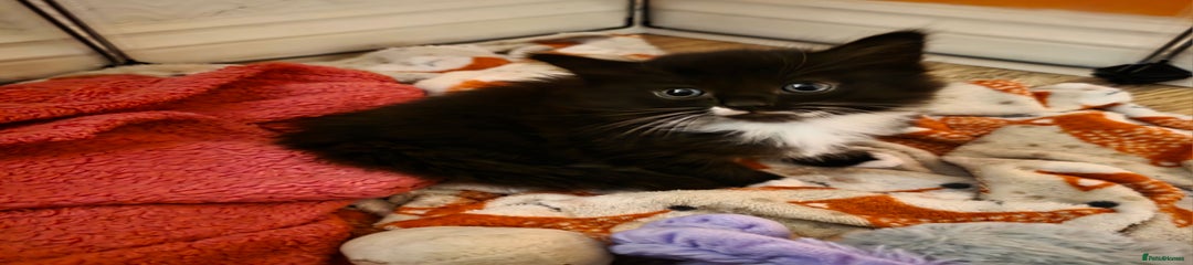Domestic Shorthair Kitten 2