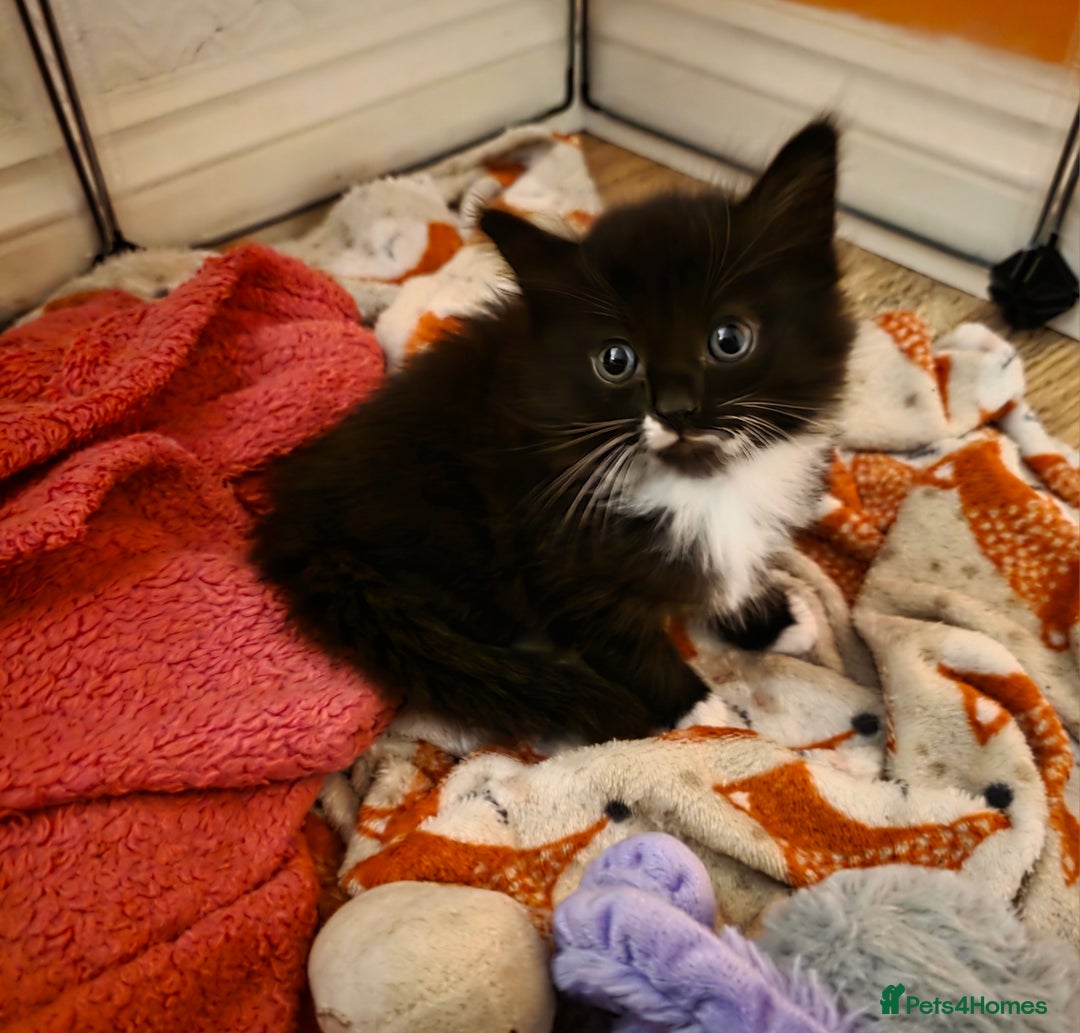 Domestic Shorthair cats for sale: Beautiful litter of kittens 3 x girls and 1 boy - Image 3