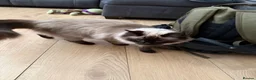 Ragdoll cats for sale: 1 year old ragdoll for re-homing - Advert 4