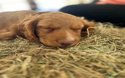 Cocker Spaniel dogs for sale: registered cocker spaniel pup for sale - Image 16