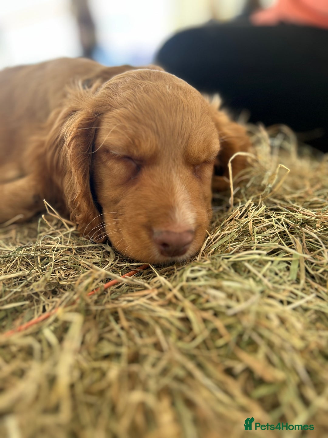 Cocker Spaniel dogs for sale: registered cocker spaniel pup for sale - Image 16