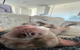 American Bully dogs for stud: Pocket bully for stud  - Image 3