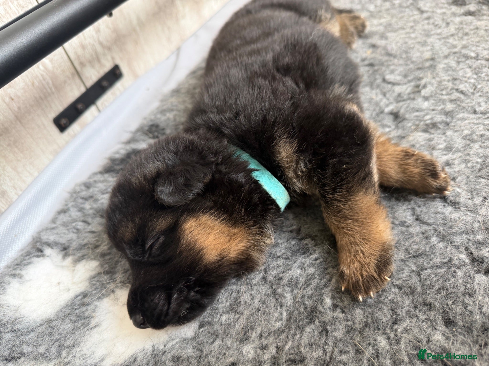 German Shepherd dogs German Shepherd Stunning Litter! - Advert 3