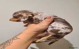 Miniature Dachshund dogs for sale: Smooth haired daxies available 3boys 3 girls - Image 5