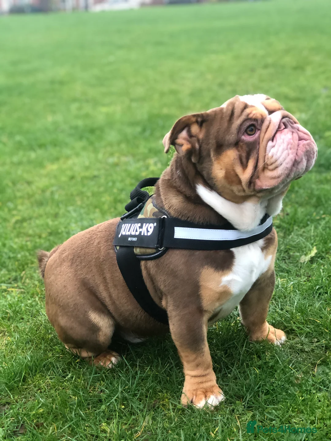 English Bulldog dogs for sale: Gorgeous Choc Tan English Bulldog Male - Advert 1
