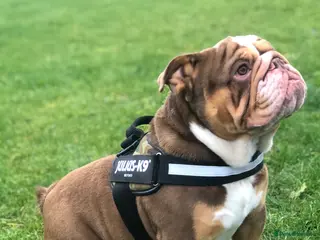 English Bulldog dogs Gorgeous Choc Tan English Bulldog Male - Advert 1