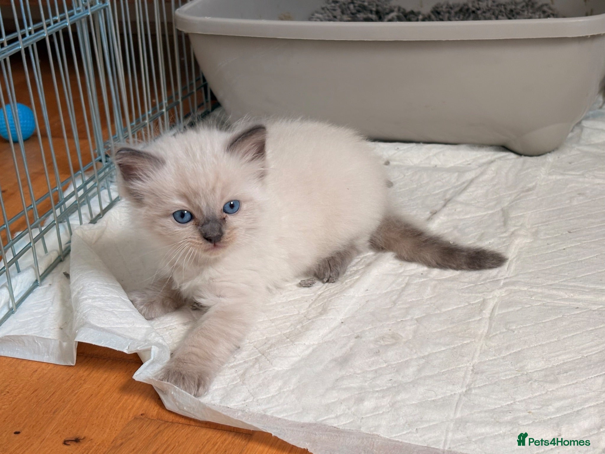 Ragdoll cats Stunning Colour Point and Bicolour Ragdoll Kittens - Advert 4