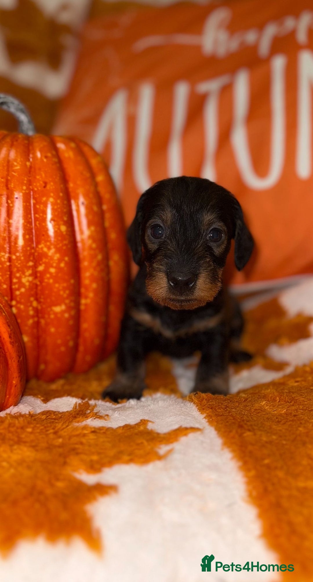 Dachshund dogs for sale: 🩷💙Stunning KC Wire haired Dachshunds🩷💙 - Image 22