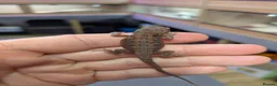 Bearded Dragon reptiles for sale: Variety Of Red German Giants and G Stripe Dunners  - Advert 4