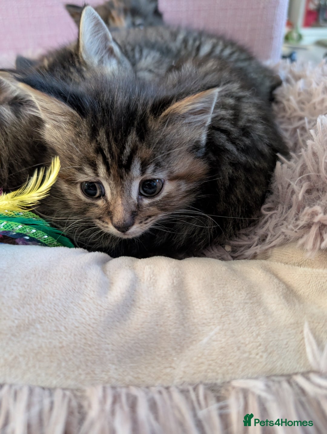 Mixed Breed cats for sale: Beautiful tabby/Calico fluffy kittens  - Advert 17