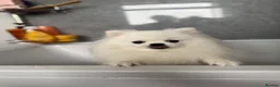 Pomeranian dogs for sale: Two special Pomeranians must go together  - Advert 4