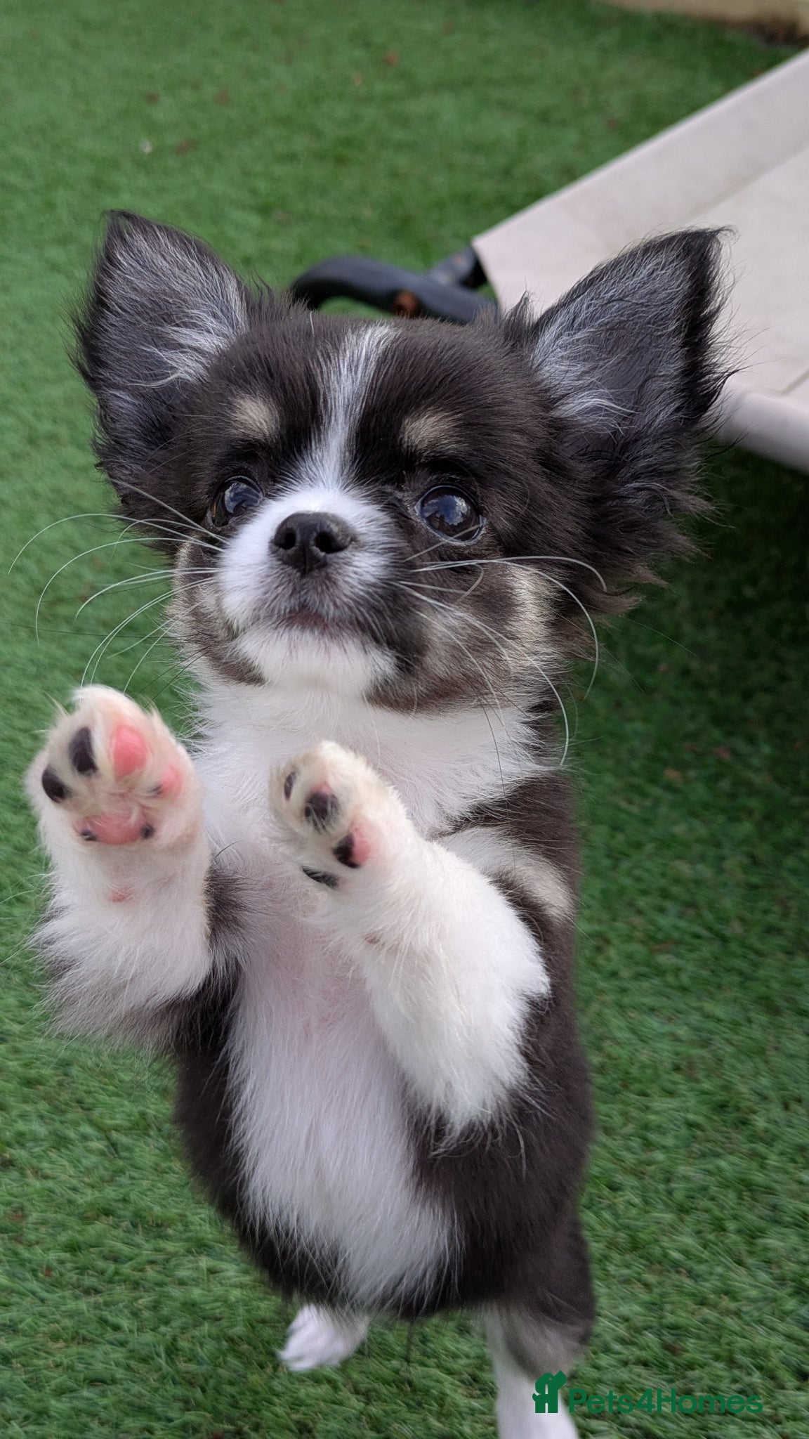 Chihuahua dogs READY TO LEAVE small chihuahua longhaired girls KC - Advert 1