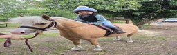Welsh Section A horses for sale: Lawkholme aurora  - Advert 2