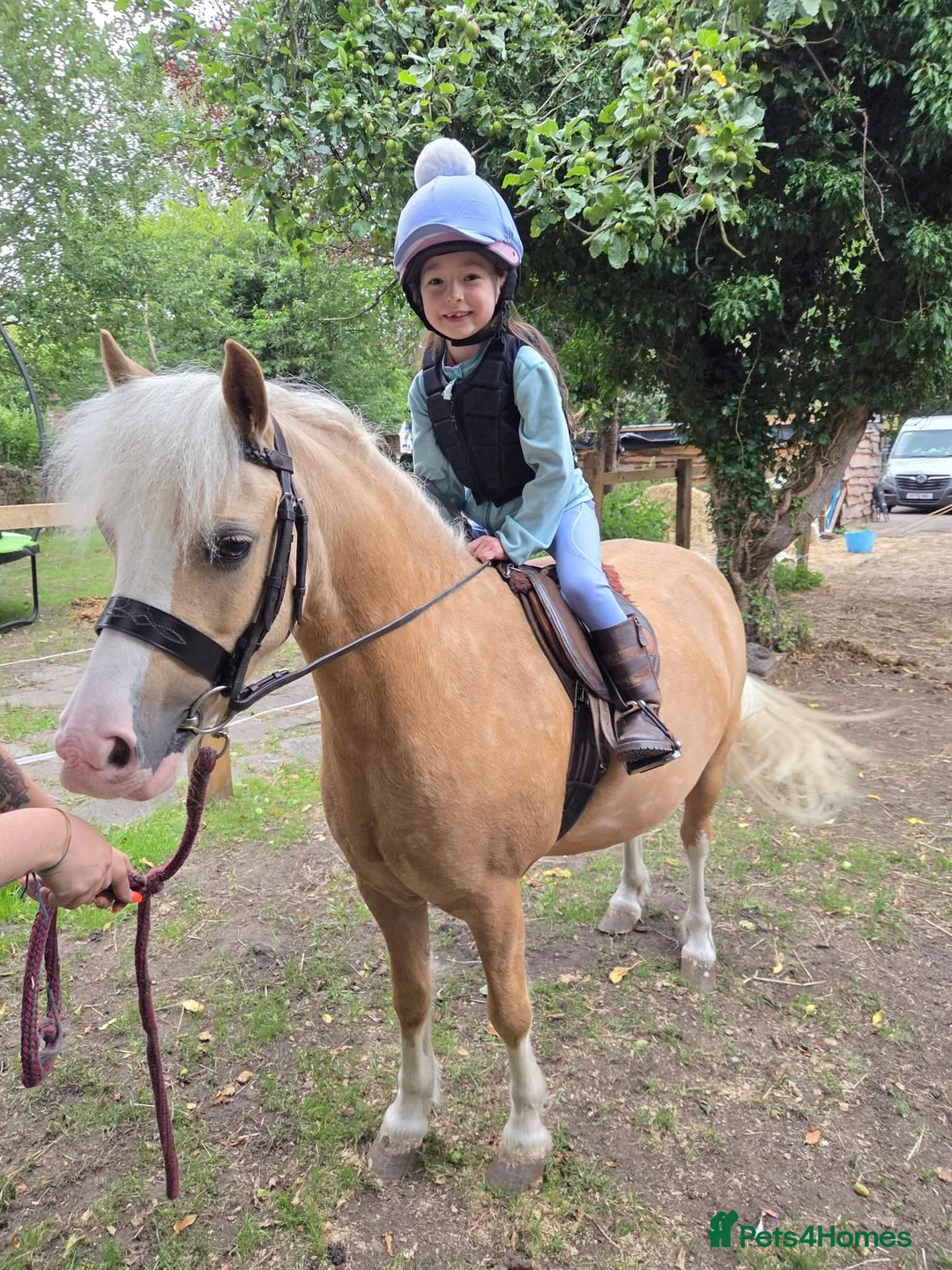 Welsh Section A horses for sale: Lawkholme aurora  - Advert 2