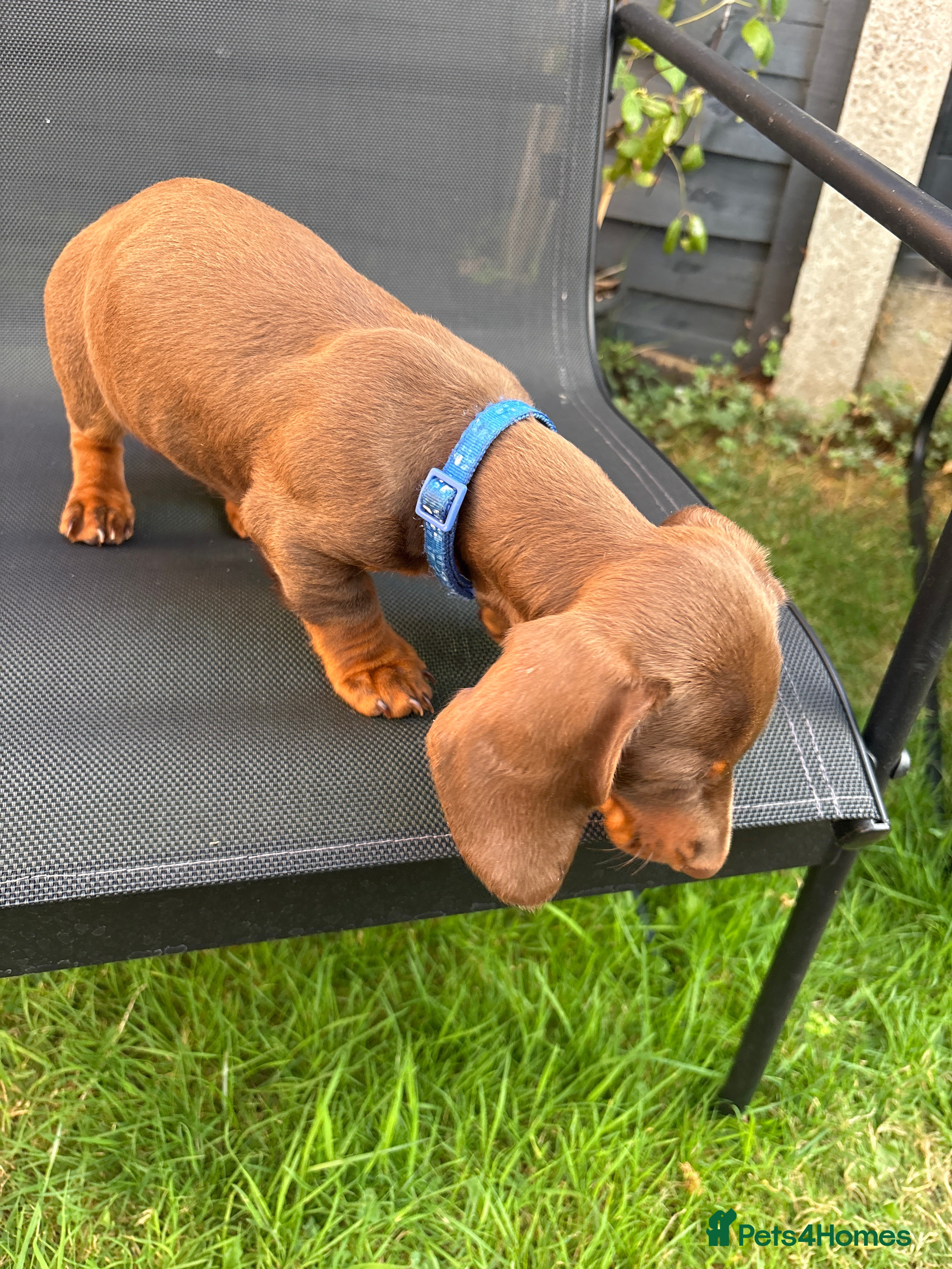 Miniature Dachshund dogs Stunning KC Miniature Dachshunds - Advert 2