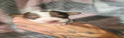 Jack Russell dogs for sale: Jack Russell pups - Advert 4