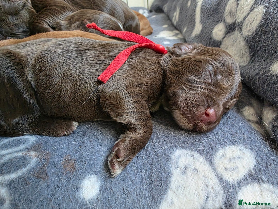 Cocker Spaniel dogs for sale: Beautiful Spaniel pups! - Advert 10