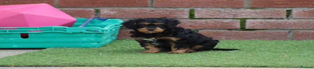 Cavapoo Puppy 3