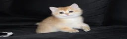 British Shorthair cats for sale: TICA pedigree pure breed golden kittens - Advert 15