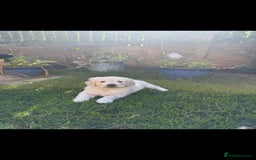 Golden Retriever dogs for sale: Stunning golden retriever babies - Image 18
