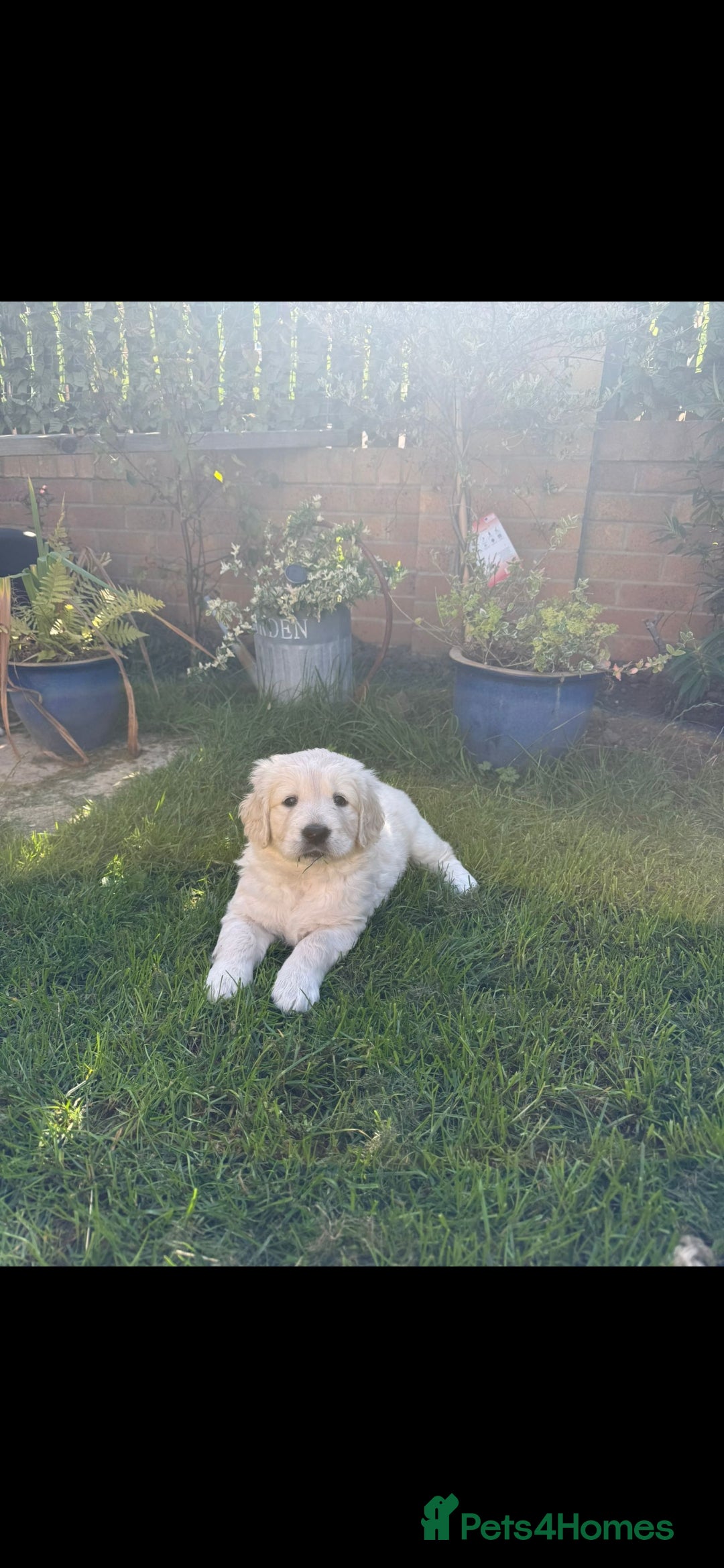 Golden Retriever dogs for sale: Stunning golden retriever babies - Image 18