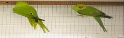 Ringnecks birds for sale: Beautiful coloured ringneck parrots for sale. - Advert 6
