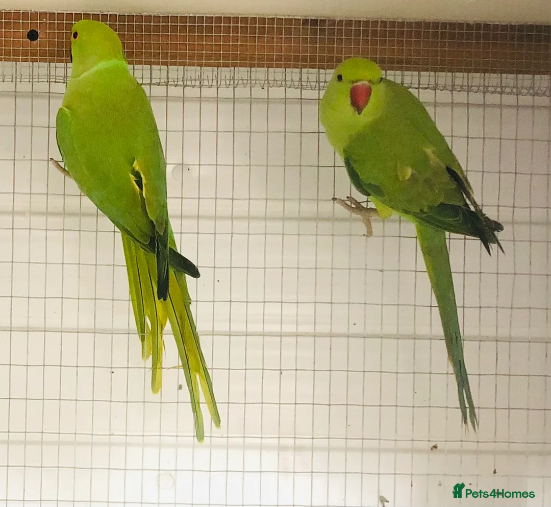 Ringnecks birds for sale: Beautiful coloured ringneck parrots for sale. - Advert 6