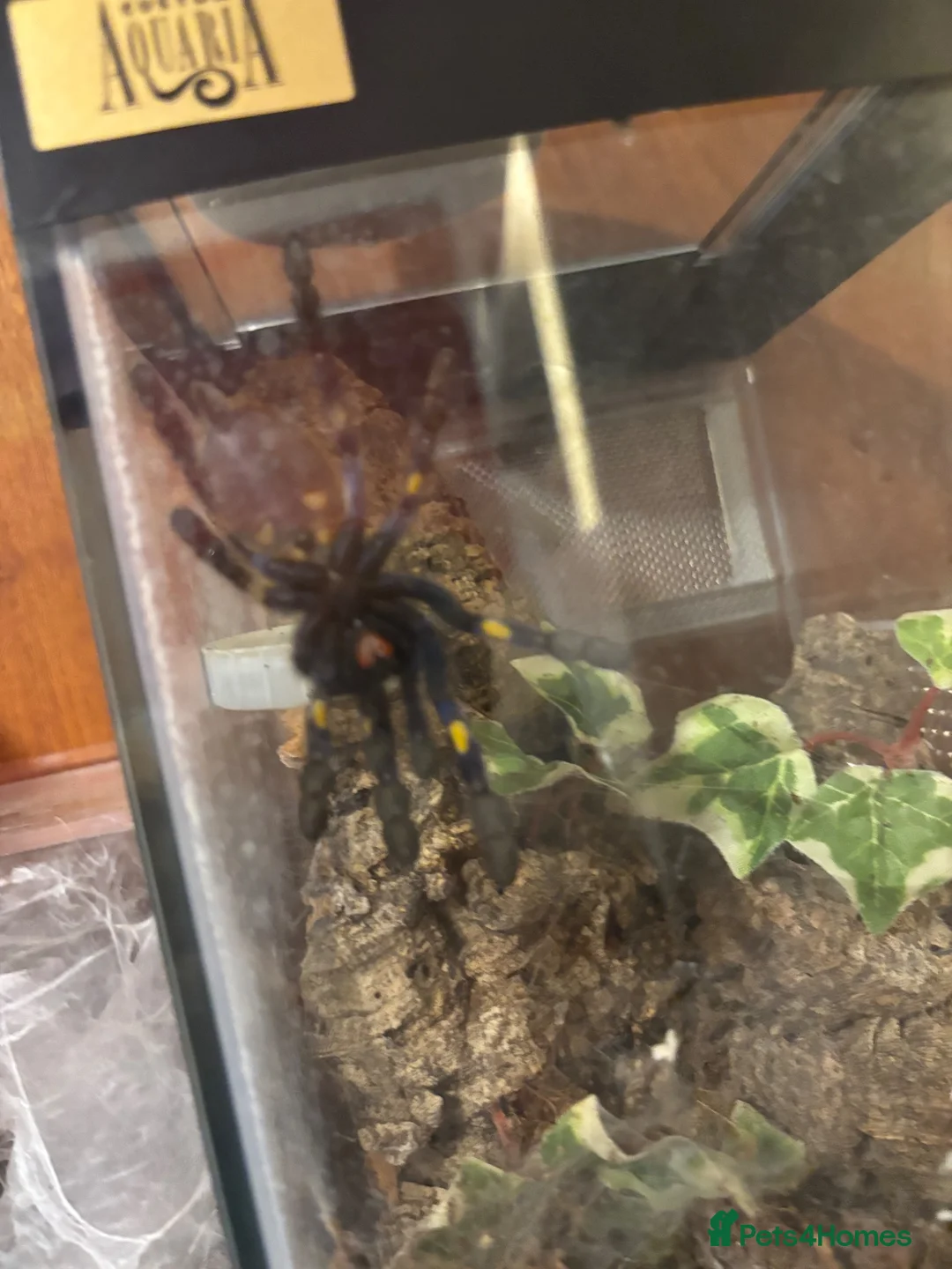 Tarantulas invertebrates for sale: P.Metallica Female - Advert 3