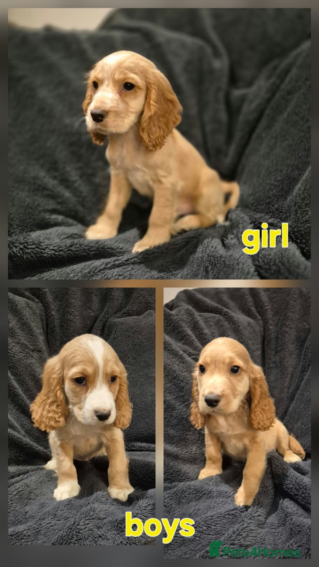 Cocker Spaniel dogs KC Health Clear Cocker Spaniels Puppies-Ready Now - Advert 13