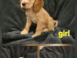 Cocker Spaniel dogs KC Health Clear Cocker Spaniels Puppies-Ready Now - Advert 13