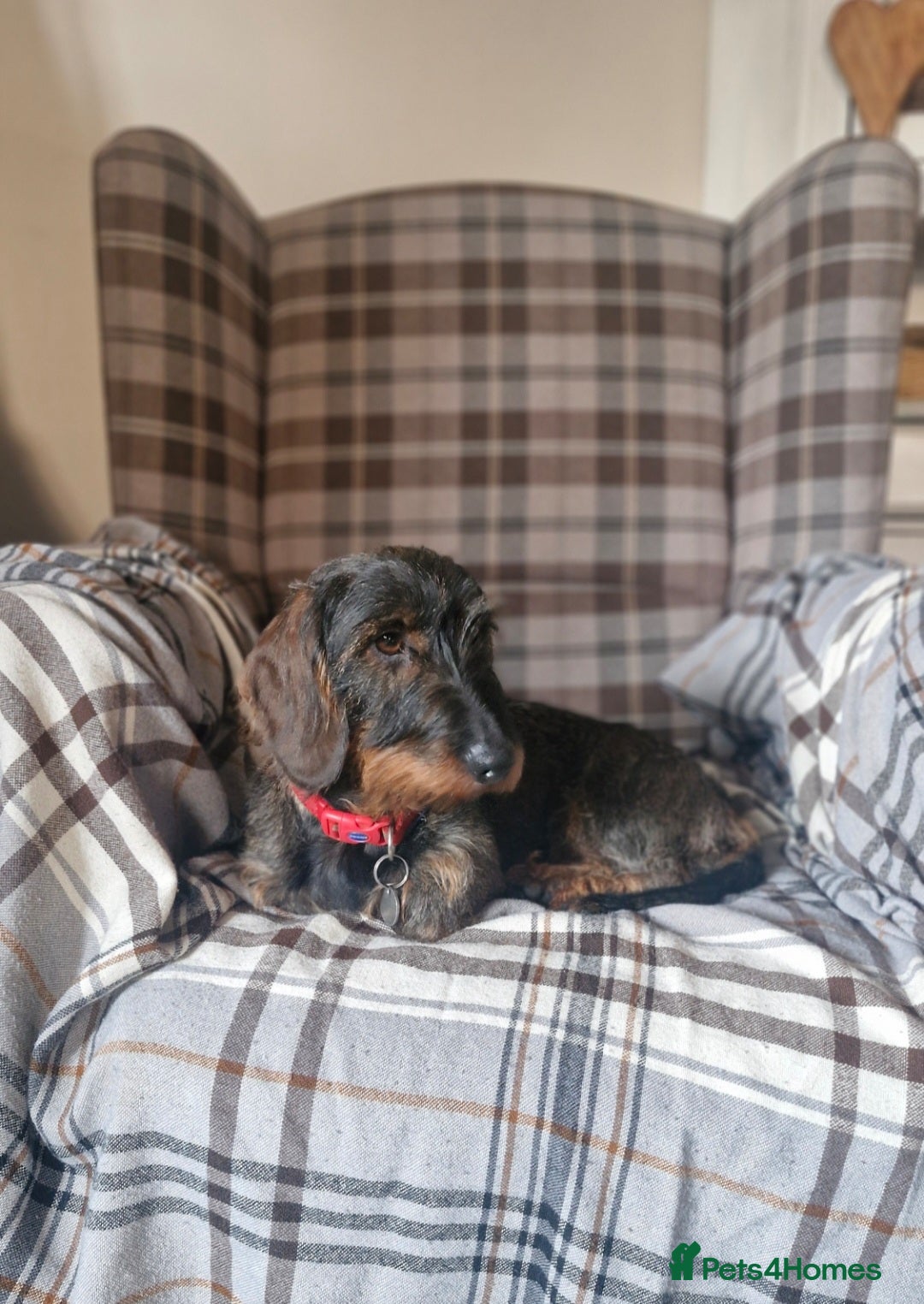 Dachshund dogs Standard Wirehaired Dachshund pups - Advert 1