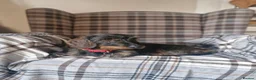 Dachshund dogs for sale: Standard Wirehaired Dachshund pups - Advert 1