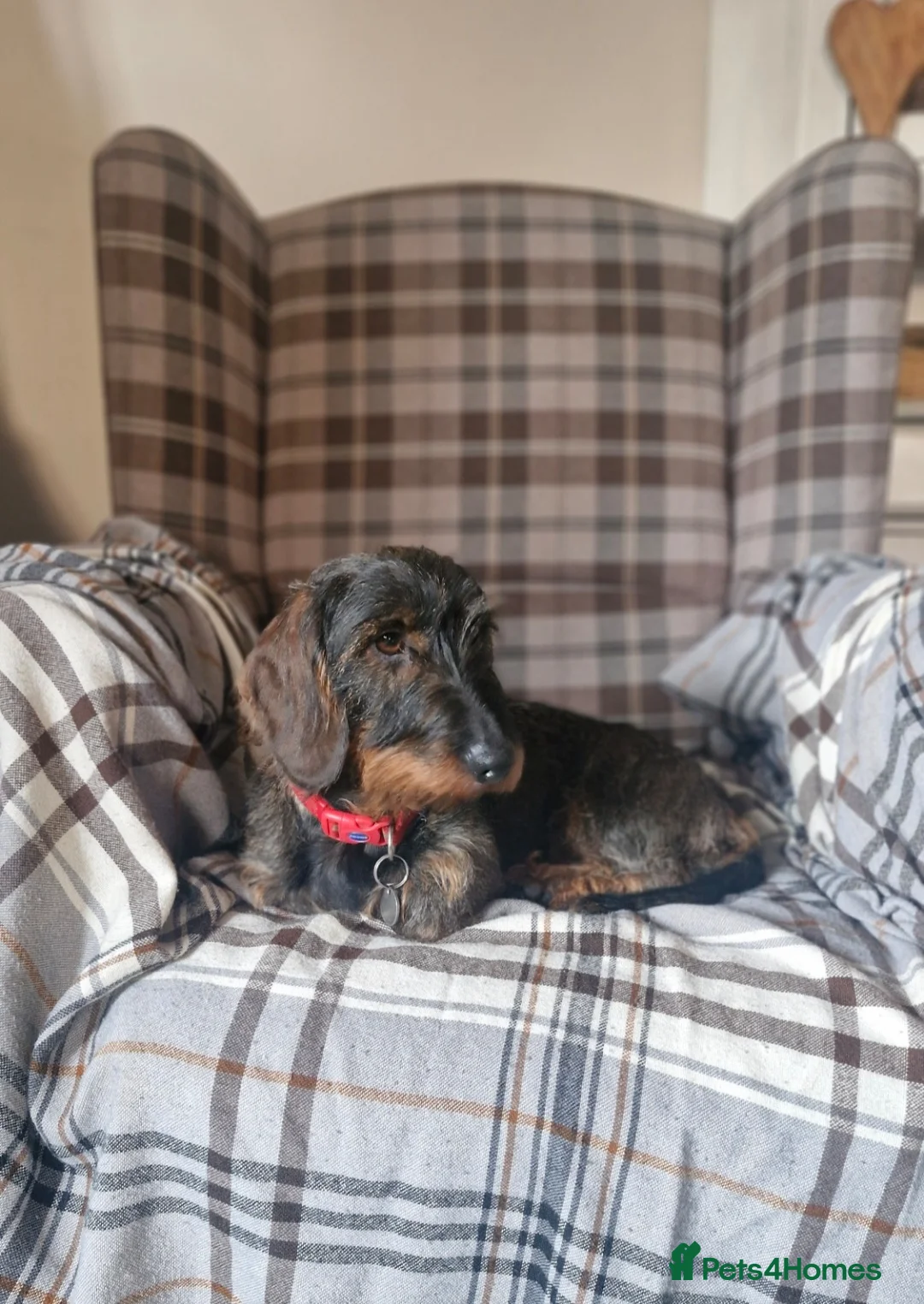 Dachshund dogs for sale: Standard Wirehaired Dachshund pups - Advert 1