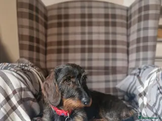 Dachshund dogs Standard Wirehaired Dachshund pups - Advert 1
