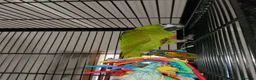 Macaws birds for sale: Gorgeous hand reared hahns macaw  - Advert 3