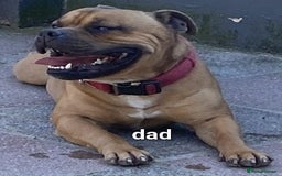 Staffordshire Bull Terrier dogs for sale: 2 red/2 red fawn puppies - Image 8