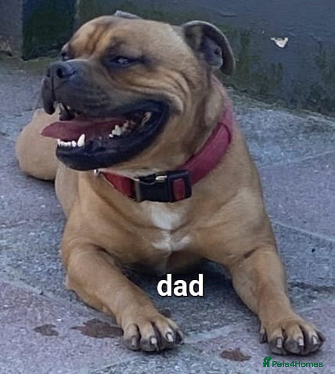 Staffordshire Bull Terrier dogs for sale: 2 red/2 red fawn puppies - Image 8