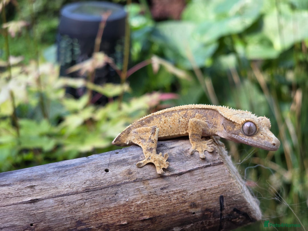 Gecko reptiles for sale: Crested geckos  - Image 15