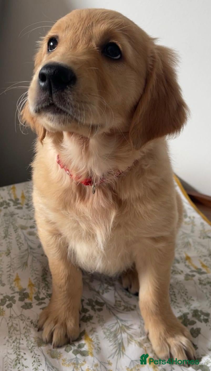 Golden Retriever dogs Chunky KC Female Golden Retrievers - Advert 6